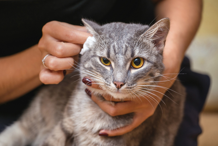 愛猫の外耳炎 原因と治療法 予防法を獣医師が解説 アクサダイレクト