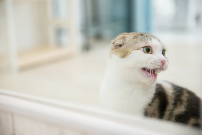 と 猫 パフ 鳴く