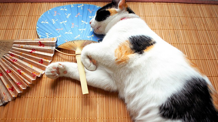 猫の熱中症予防！夏の室内環境から改善・対策しよう！
