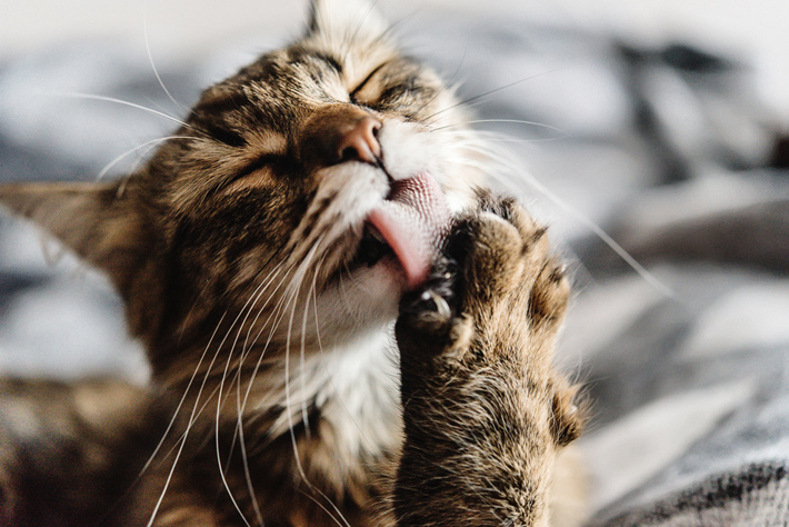 猫が体を舐めたり擦ったりするのには、猫それぞれの理由があります。