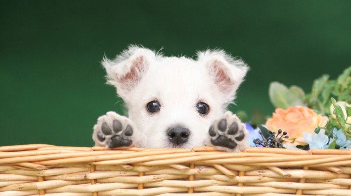 犬の肉球 重要な役割と病気やケガ ケア方法をご