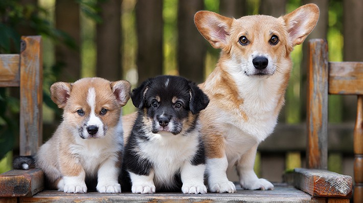 犬に多い子宮蓄膿症の感染原因や症状 治療法 予防法は