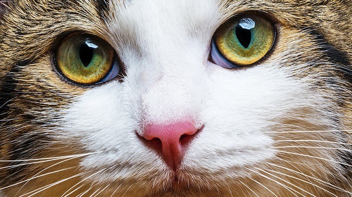 猫の目の不思議｜成長で変化する瞳の色やオッドアイの理由とは