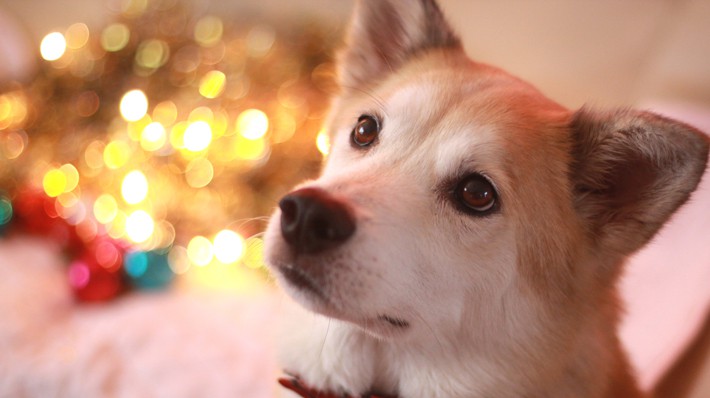 愛犬のかわいい写真を撮るにはどうしたらいいの