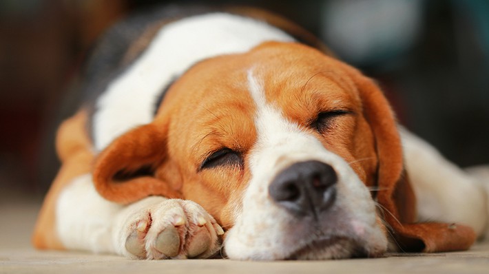 てる 痙攣 時 寝 犬 犬 寝てる時