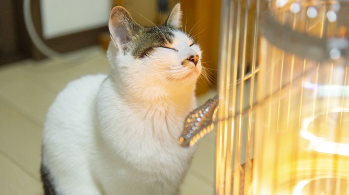 コタツ・ホットカーペット・湯たんぽ……猫の低温やけどに注意