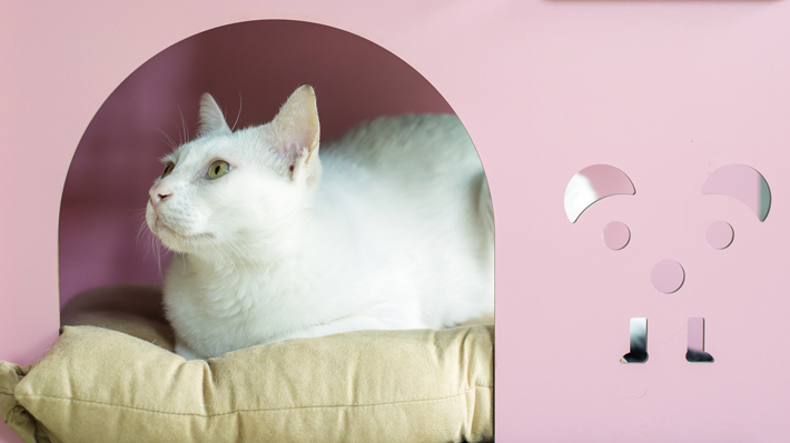 猫はダンボールが大好き?~その理由とは~|アクサダイレクト