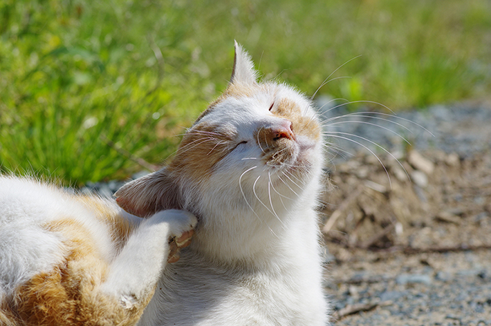 円形脱毛は 猫カビ かも 治療法を獣医さんに聞きました