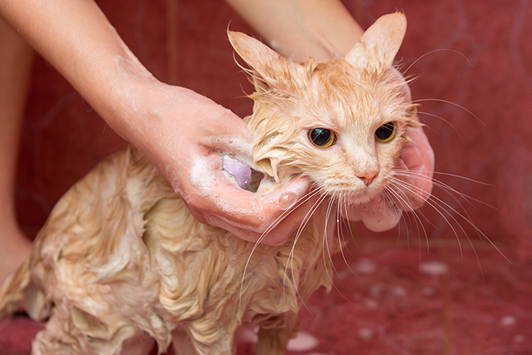 円形脱毛は 猫カビ かも 治療法を獣医さんに聞きました