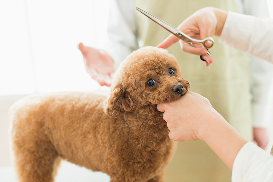 トリミングでヘアスタイルを整えていますね。