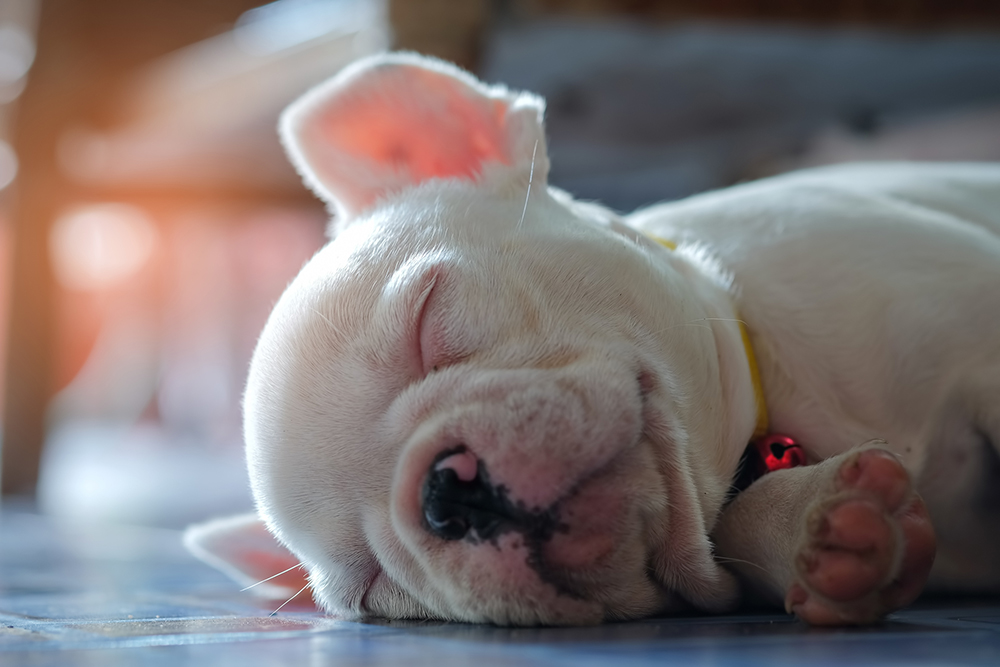 いびき 寝相 睡眠時間 犬の睡眠からわかる健康状態や気持ち