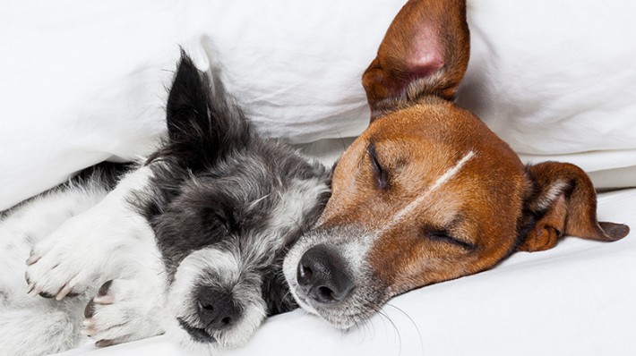 愛犬の健康は睡眠から！いびき・寝相からわかる犬の気持ちと病気の兆候