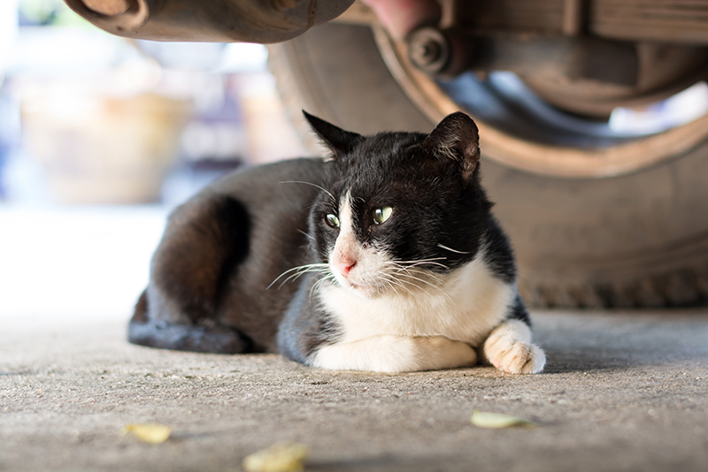 ドライバーの心得 猫バンバン を知っていますか アクサダイレクト