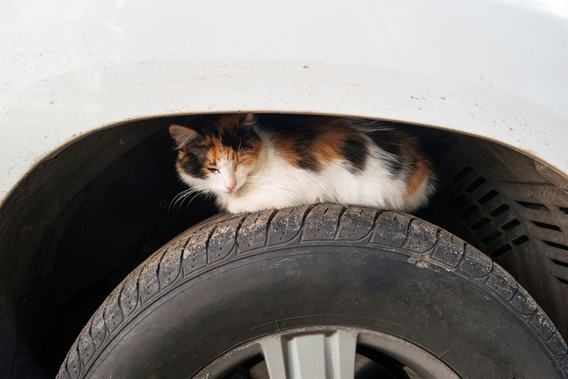 ドライバーの心得 猫バンバン を知っていますか