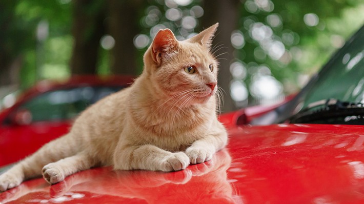 ドライバーの心得。「猫バンバン」を知っていますか？