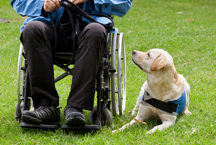 障害に相応したサポートを行うのが補助犬の役目です。