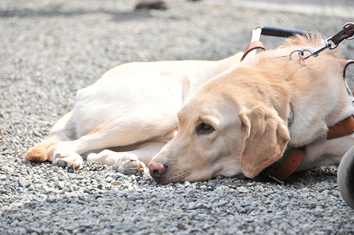 お仕事中の補助犬を見かけたら適切な対応を。