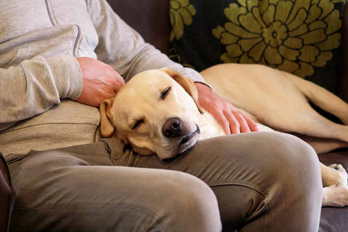 飼い主さんを見上げることが多い犬にとって、首は特に疲れる場所です。