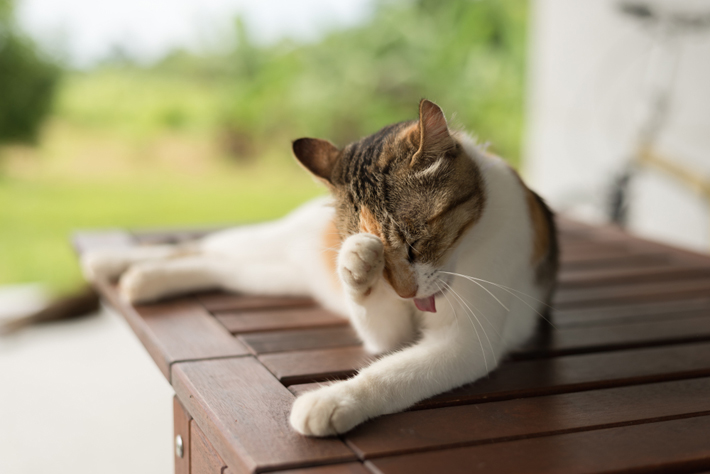 猫ニキビ ができる原因や治療法 予防法を獣医師が解説