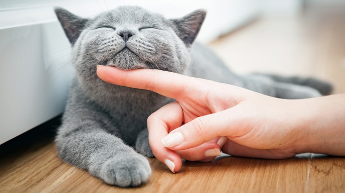 「猫ニキビ」ができる原因や治療法、予防法を獣医師が解説！