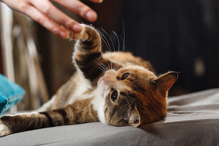 可愛いだけじゃない 猫パンチ にはこんな理由があった アクサダイレクト