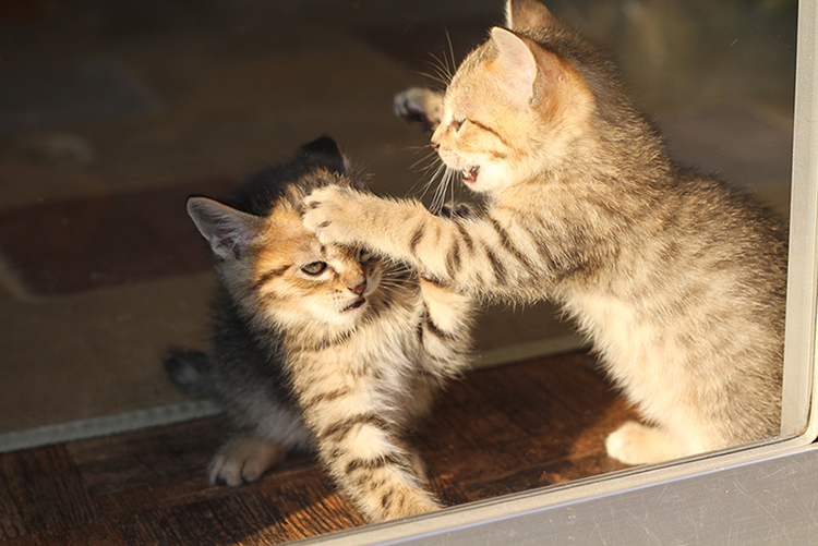 可愛いだけじゃない 猫パンチ にはこんな理由があった