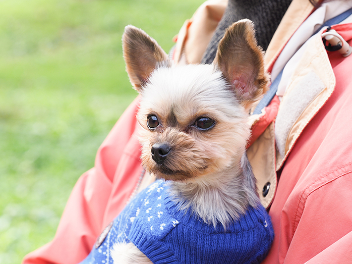 知っていますか 犬の正しい抱っこの仕方