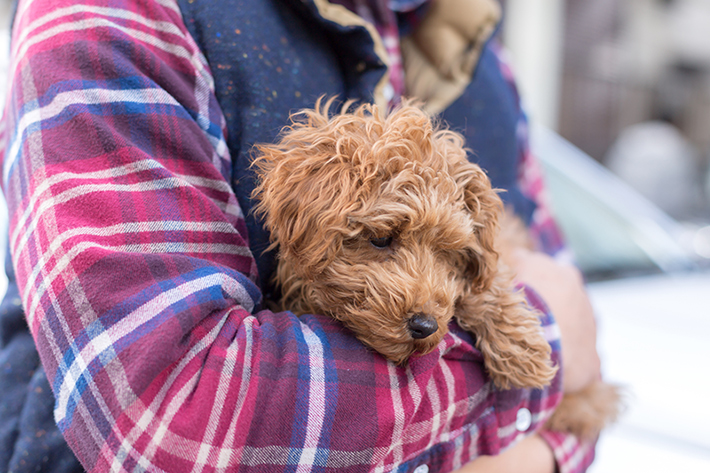 知っていますか 犬の正しい抱っこの仕方