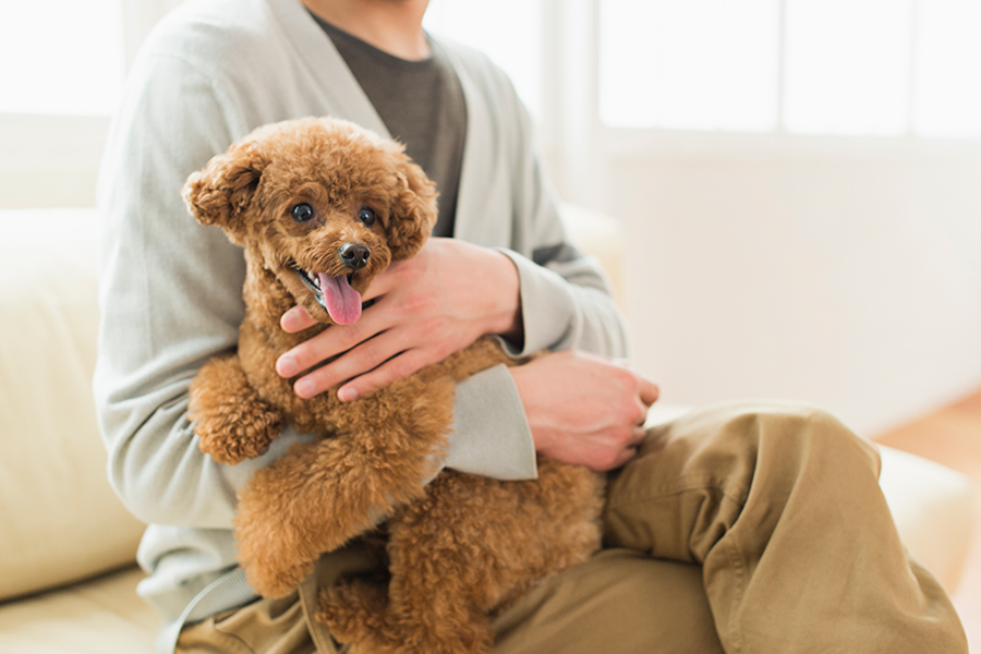 知っていますか 犬の正しい抱っこの仕方 アクサダイレクト