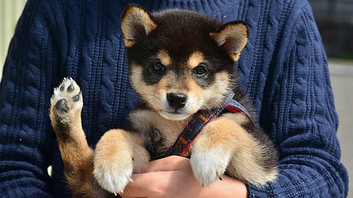 知っていますか 犬の正しい抱っこの仕方