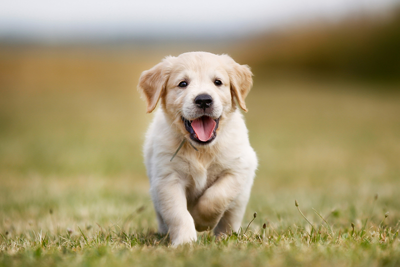 ファシリティドッグは子犬の頃からトレーニングをしています。