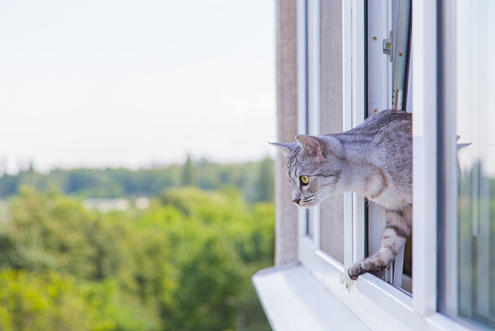 もし飼い猫が脱走したらどうする 探し方 捕まえ方をご紹介 アクサダイレクト