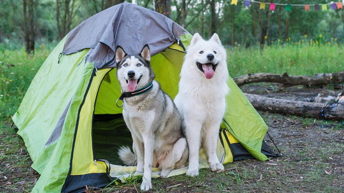 休日は愛犬とキャンプへ！安全に楽しむためのマナーと注意点