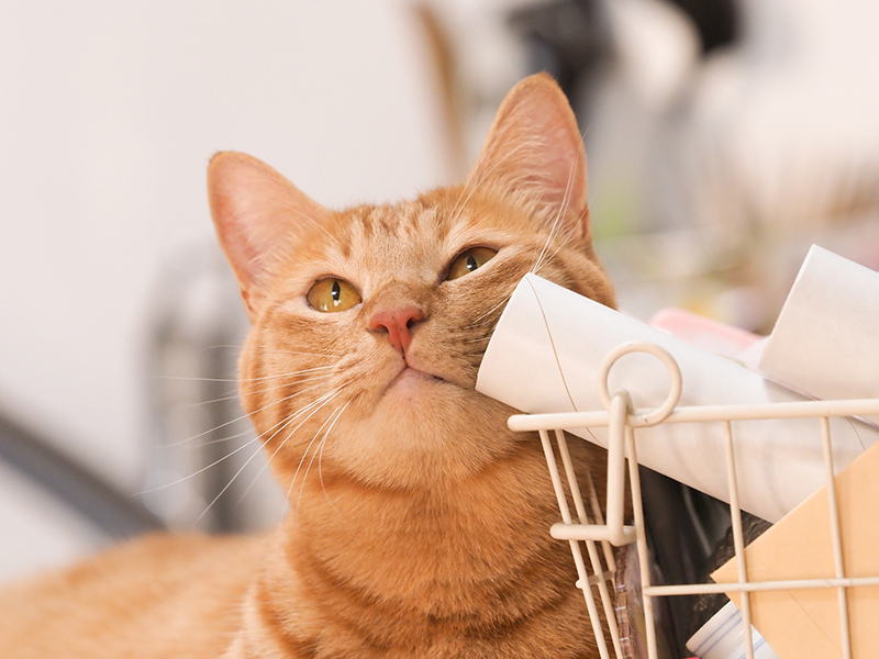 なぜ猫は すりすり するの 愛猫の気持ちを読み取ろう