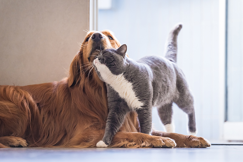 なぜ猫は すりすり するの 愛猫の気持ちを読み取ろう