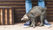 猫の気持ちを読み取ろう！猫が顔や身体を「すりすり」する理由とは