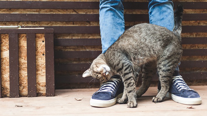 なぜ猫は すりすり するの 愛猫の気持ちを読み取ろう