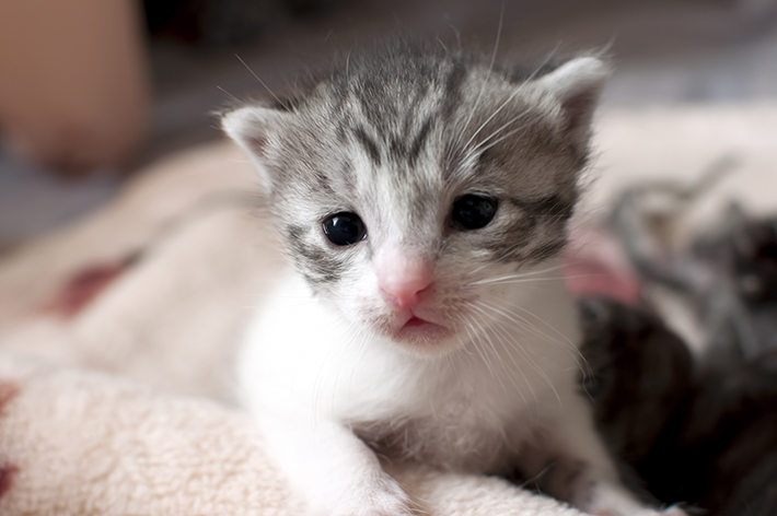 生まれたばかりの子猫は持続感染する割合が高いです。