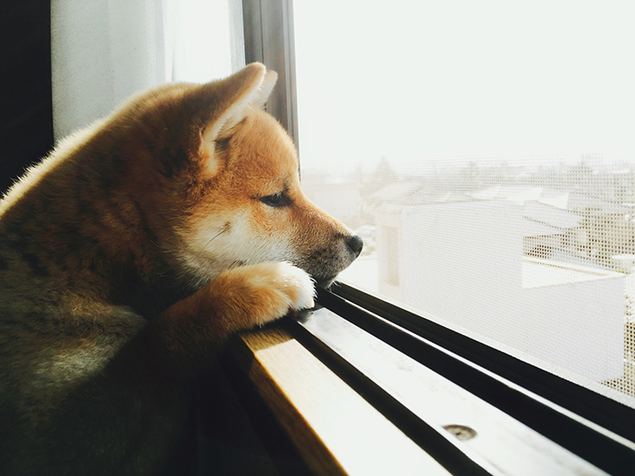 飼い主さんの不在時に体調が悪くなるのは、分離不安の症状かもしれません。