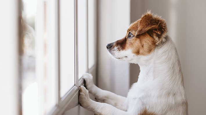 愛犬の 分離不安 とは 症状や原因をチェック