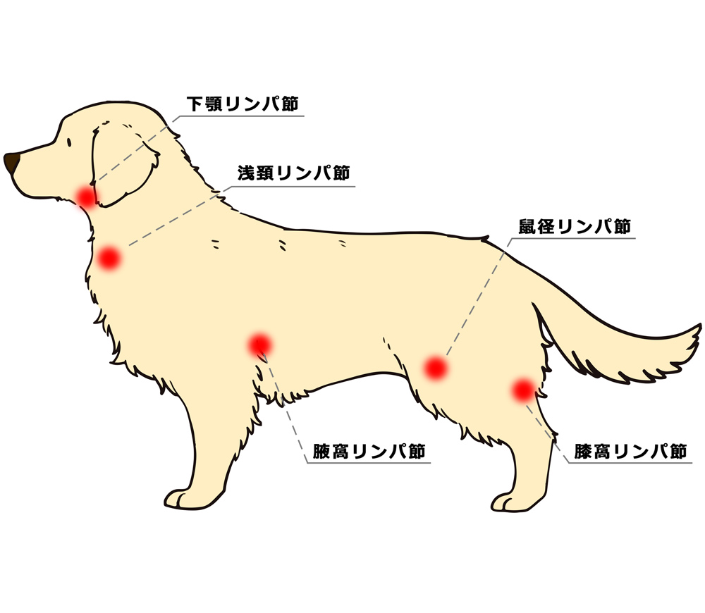 犬の体表リンパ節