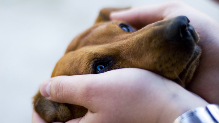 犬の リンパ腫 はどんな病気 治療法は 獣医師に聞きました