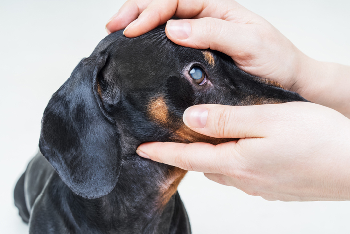 獣医さんに聞く 犬が白内障になったらどうすればいい