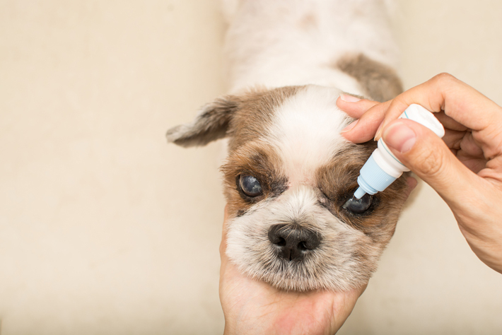 愛犬の目が白くなった 犬の白内障について獣医師が解説 アクサダイレクト