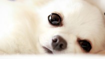 愛犬の目が白くなった？犬の白内障について獣医師が解説