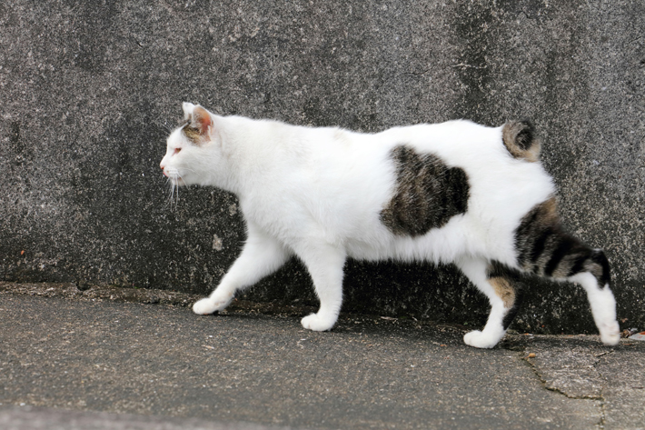 かぎしっぽ は幸運のしるし 猫がかぎしっぽになる理由