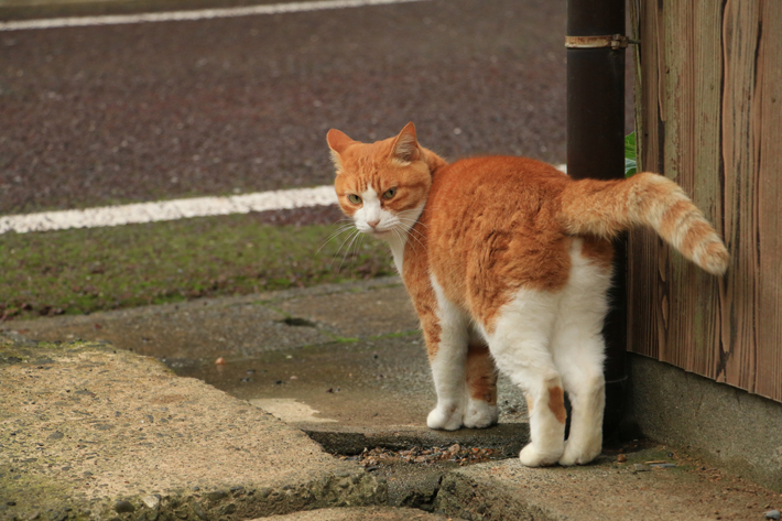 かぎしっぽ は幸運のしるし 猫がかぎしっぽになる理由 アクサダイレクト