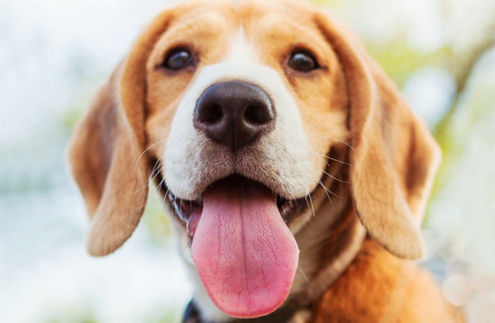 犬の臭いには様々な原因があるので、愛犬をよく観察してみましょう。