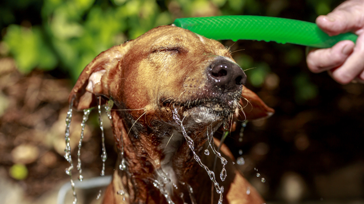 気になる犬の臭い 原因から考える対処法