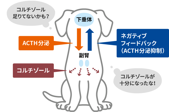 正常な状態。ACTHとネガティブフィードバックによってコルチゾールの分泌量を適正に保っている。